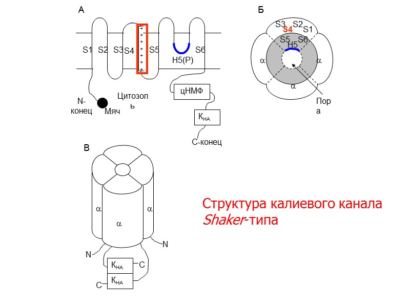 S1  S2  S3  S4  S5  S6   H5(Р)